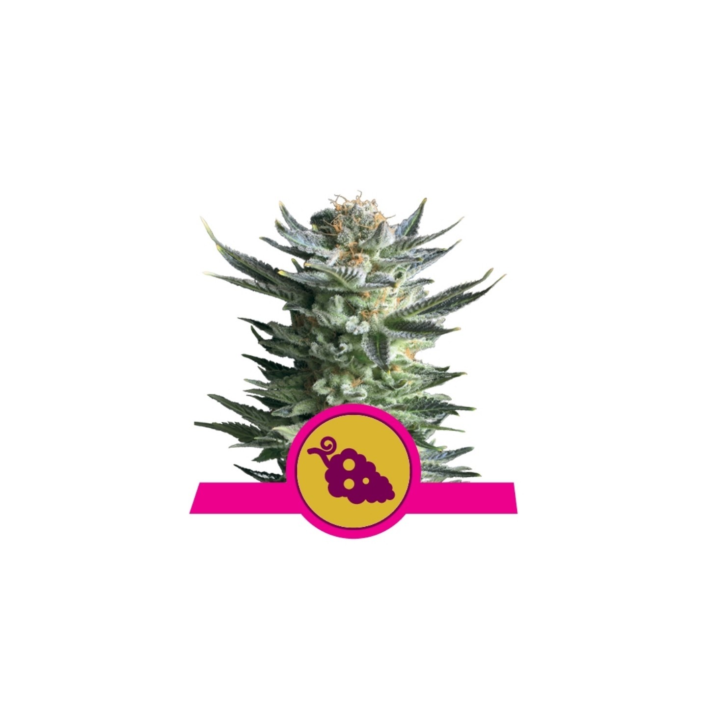 Fruit Spirit de Royal Queen