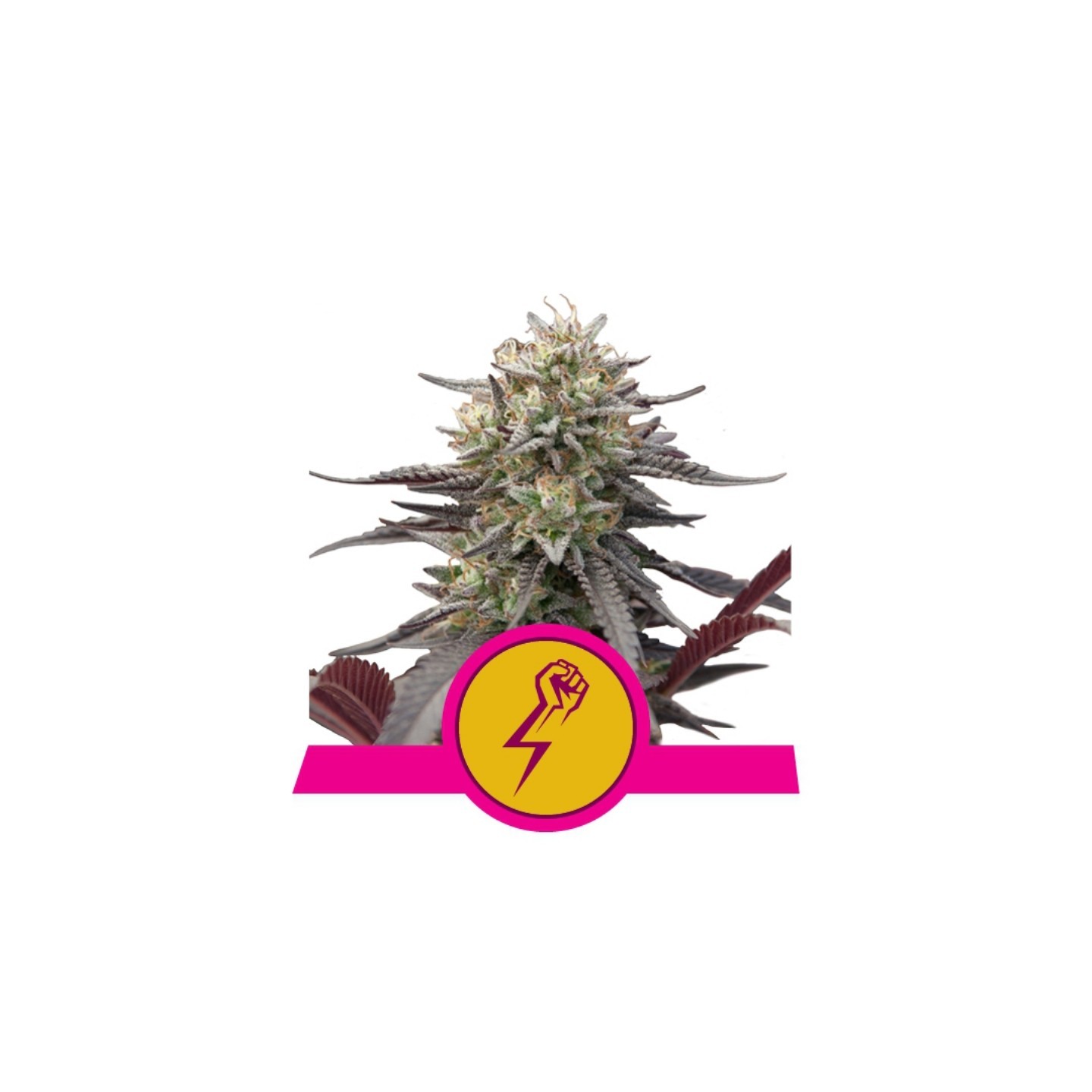 Green Crack Punch Usa Premium de Royal Queen