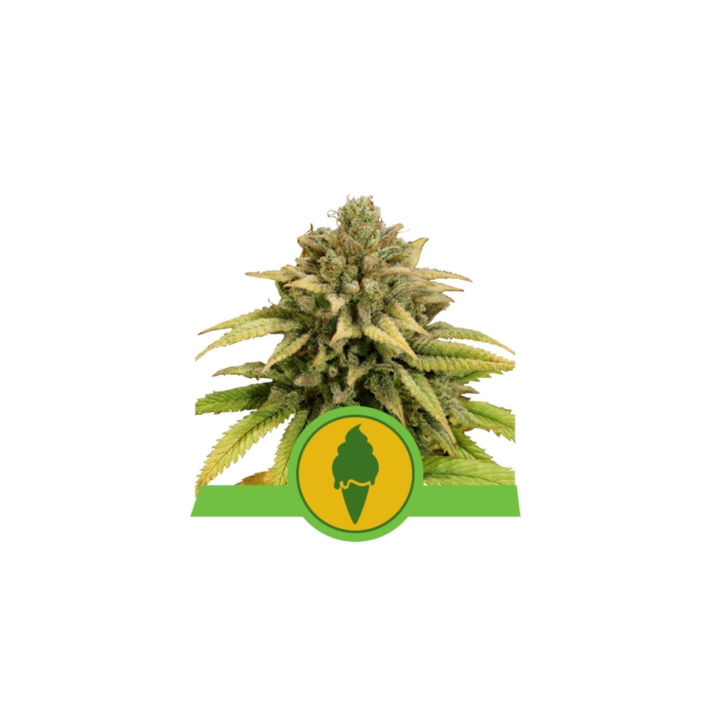Green Gelato Auto de Royal Queen