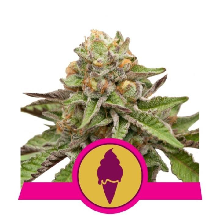 Green Gelato Usa Premium de Royal Queen