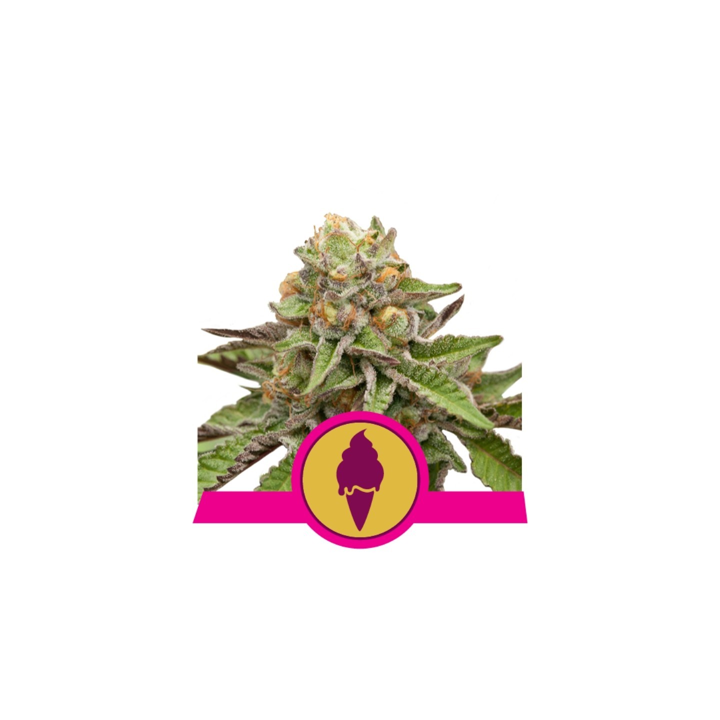 Green Gelato Usa Premium de Royal Queen