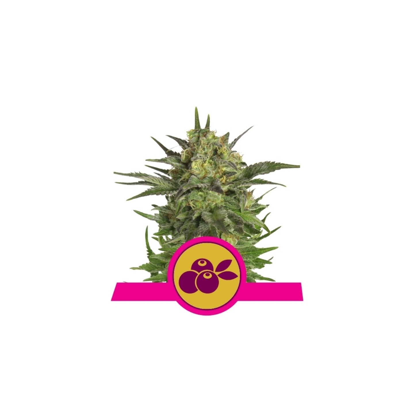 Haze Berry de Royal Queen