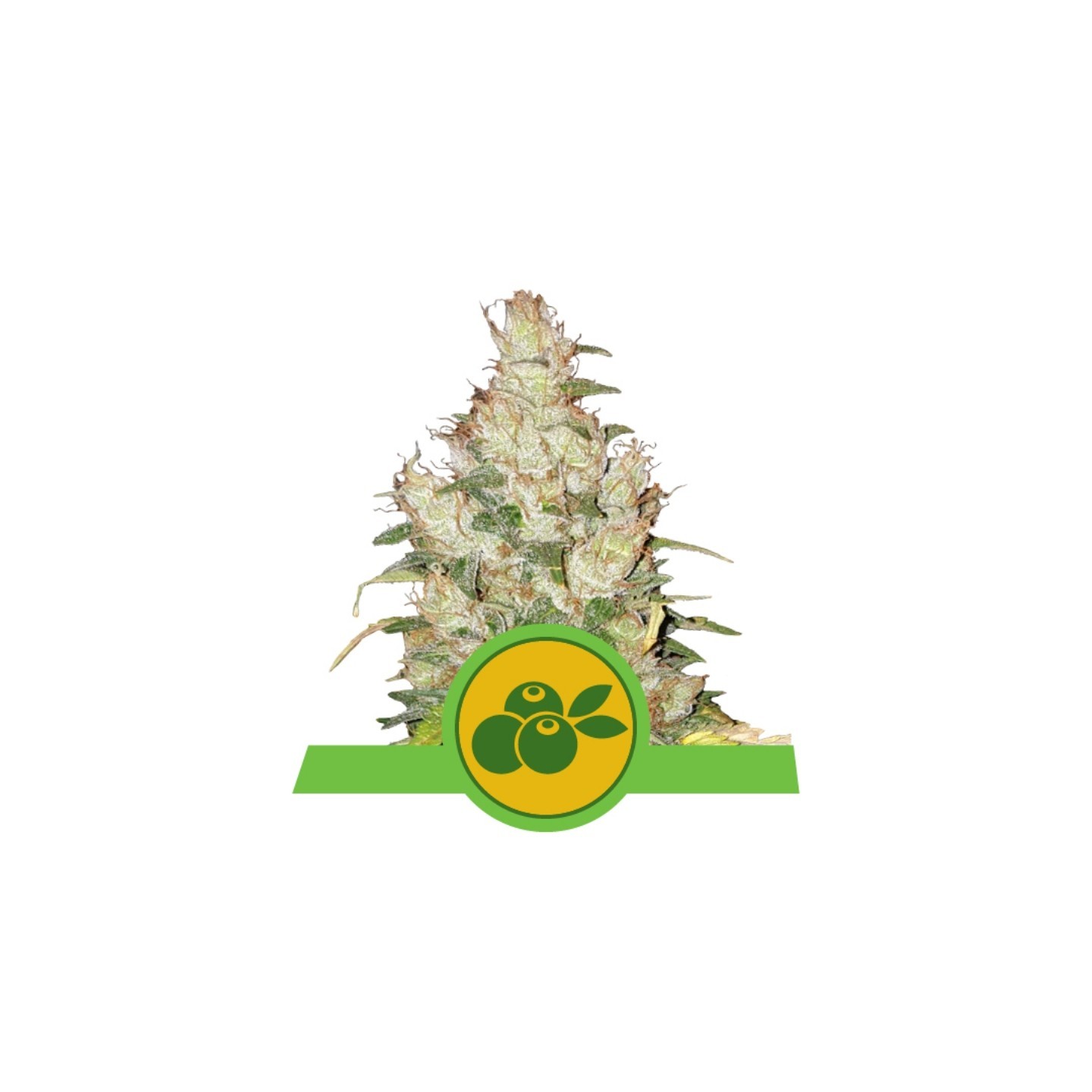 Haze Berry Auto Usa Premium de Royal Queen