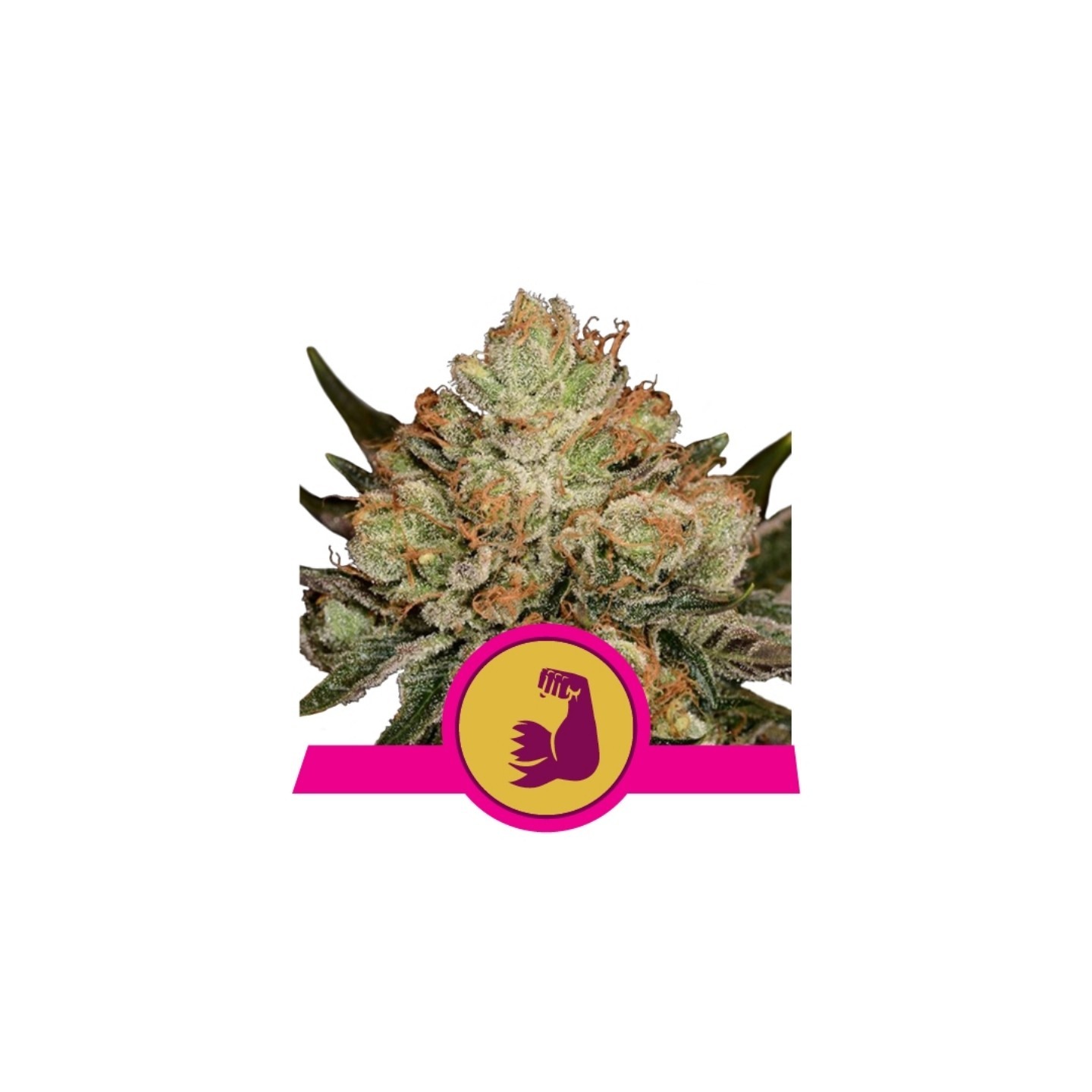 Hulkberry Usa Premium de Royal Queen