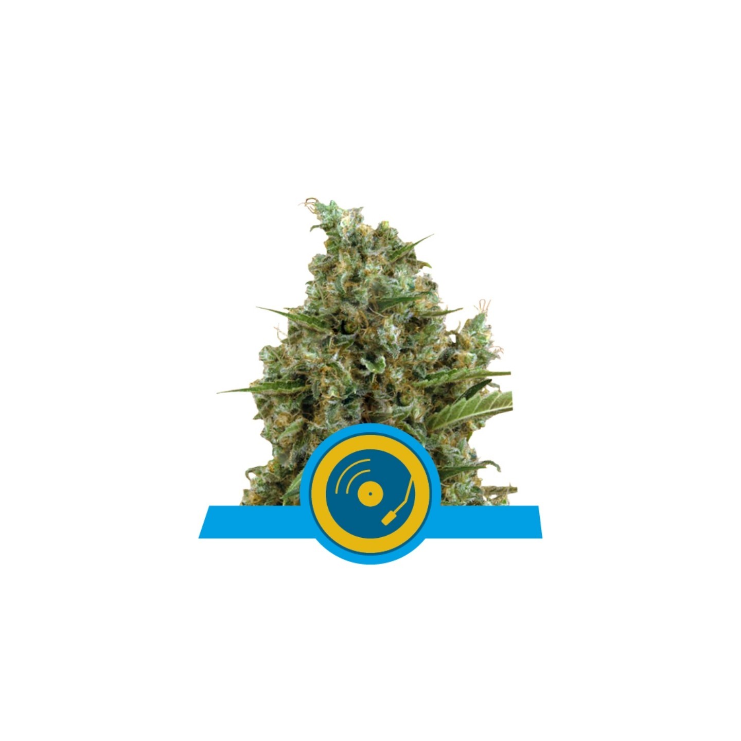 Joanne's Cbd de Royal Queen