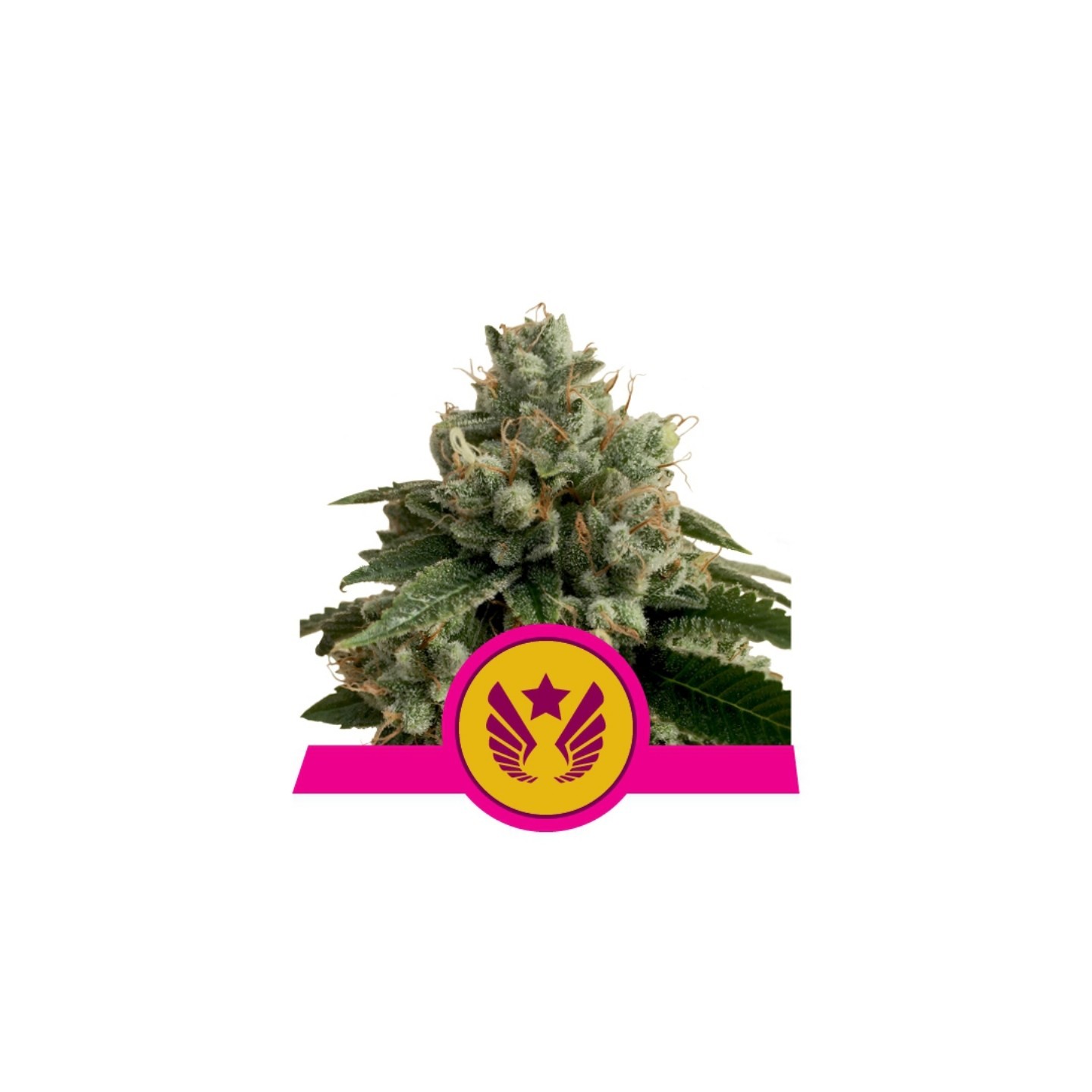Legendary Og Punch Usa Premium de Royal Queen