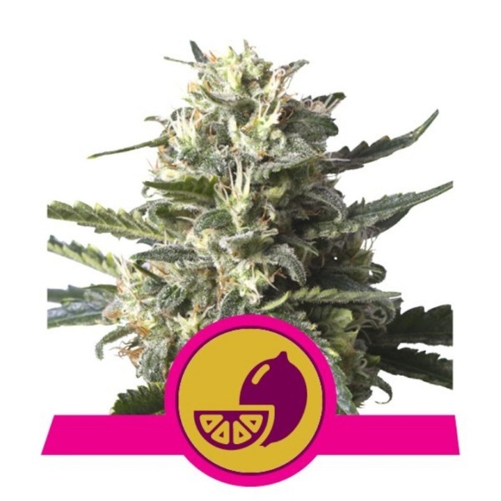 Lemon Shining Silver Haze de Royal Queen