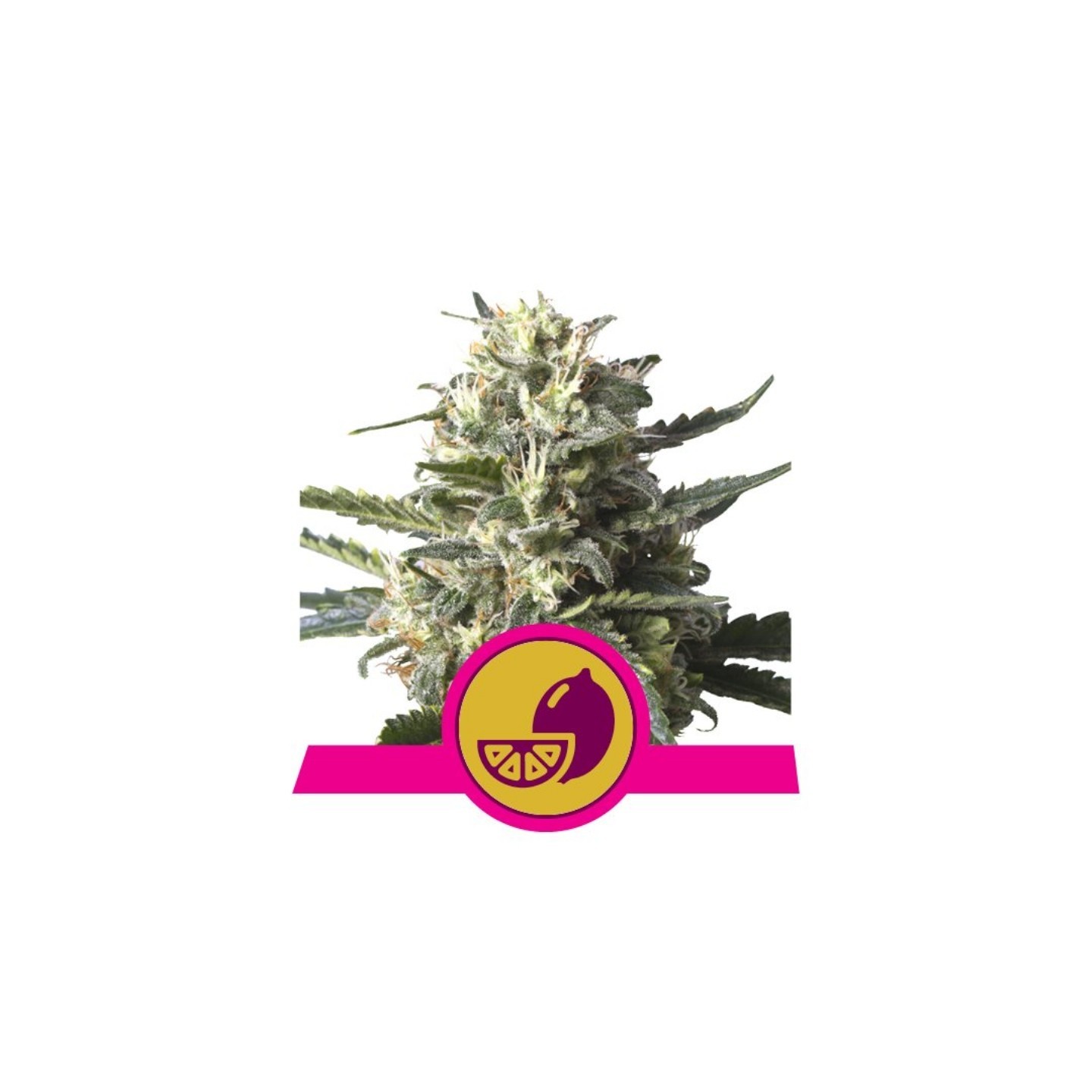 Lemon Shining Silver Haze de Royal Queen