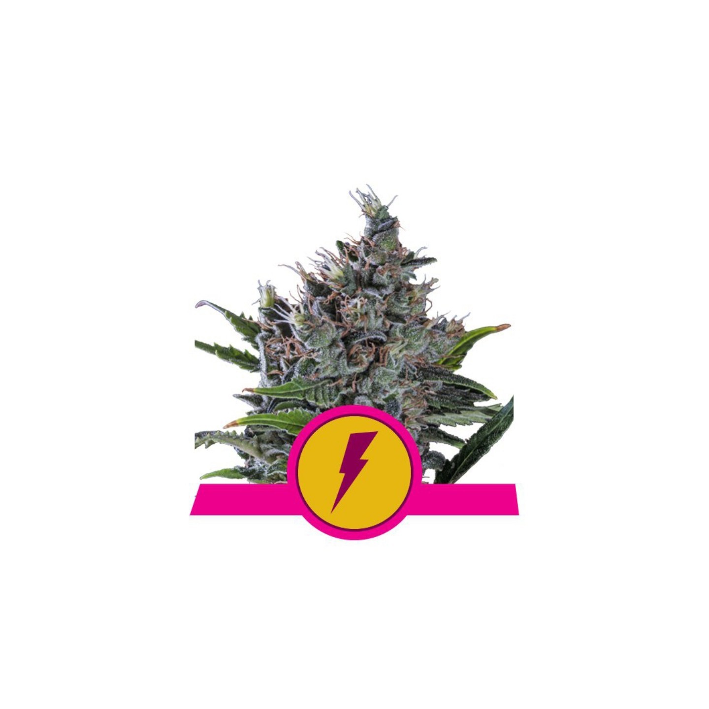 North Thunderfuck Usa Premium de Royal Queen