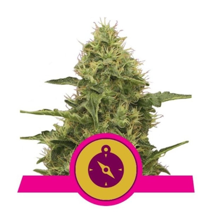 Northern Light de Royal Queen