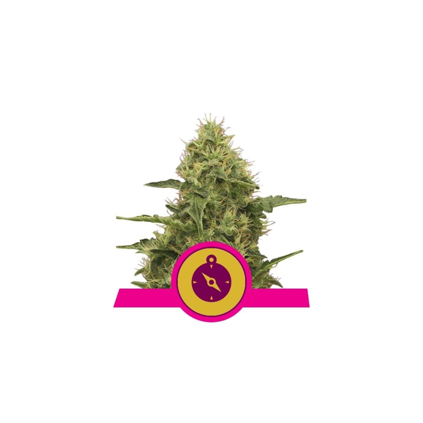 Northern Light de Royal Queen