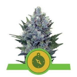 Northern Light Automatic de Royal Queen