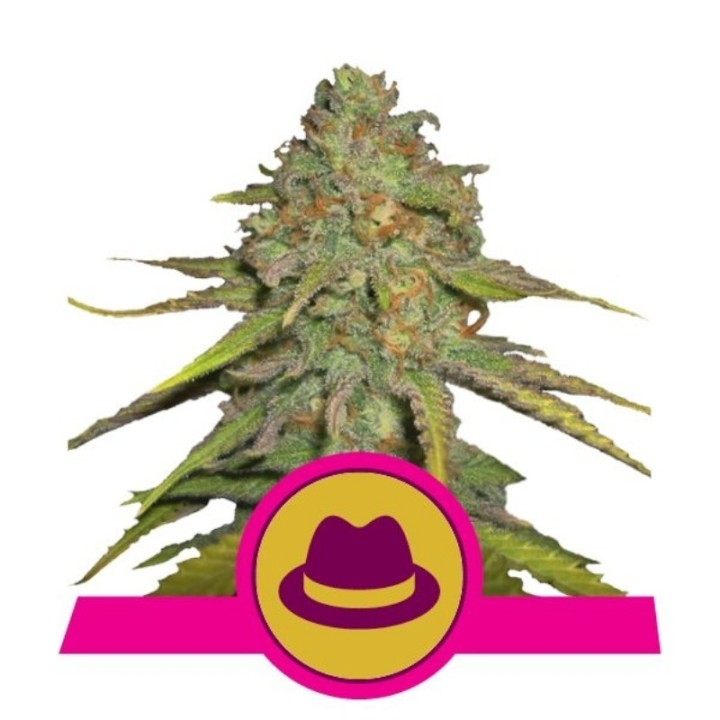 O.G. Kush de Royal Queen