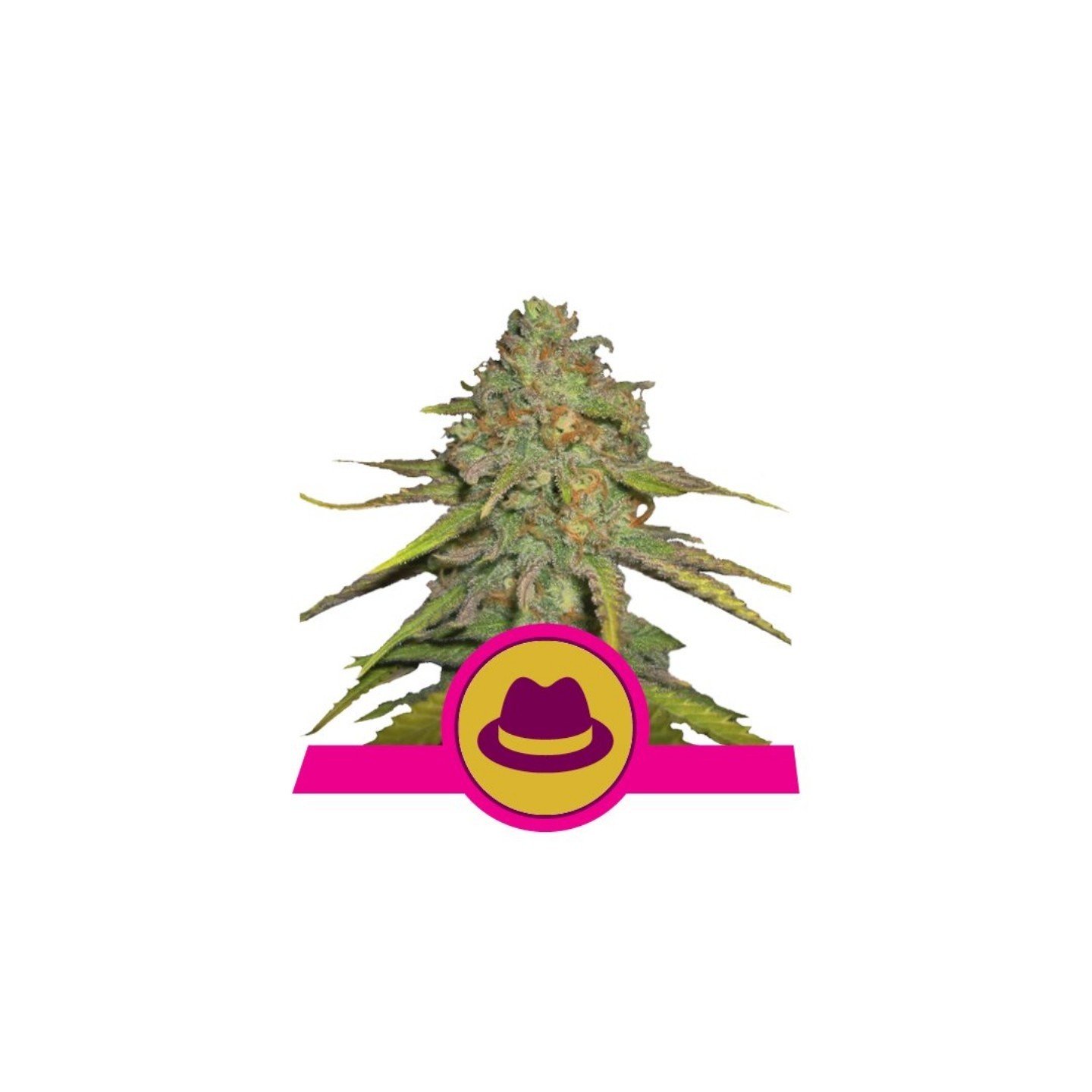 O.G. Kush de Royal Queen