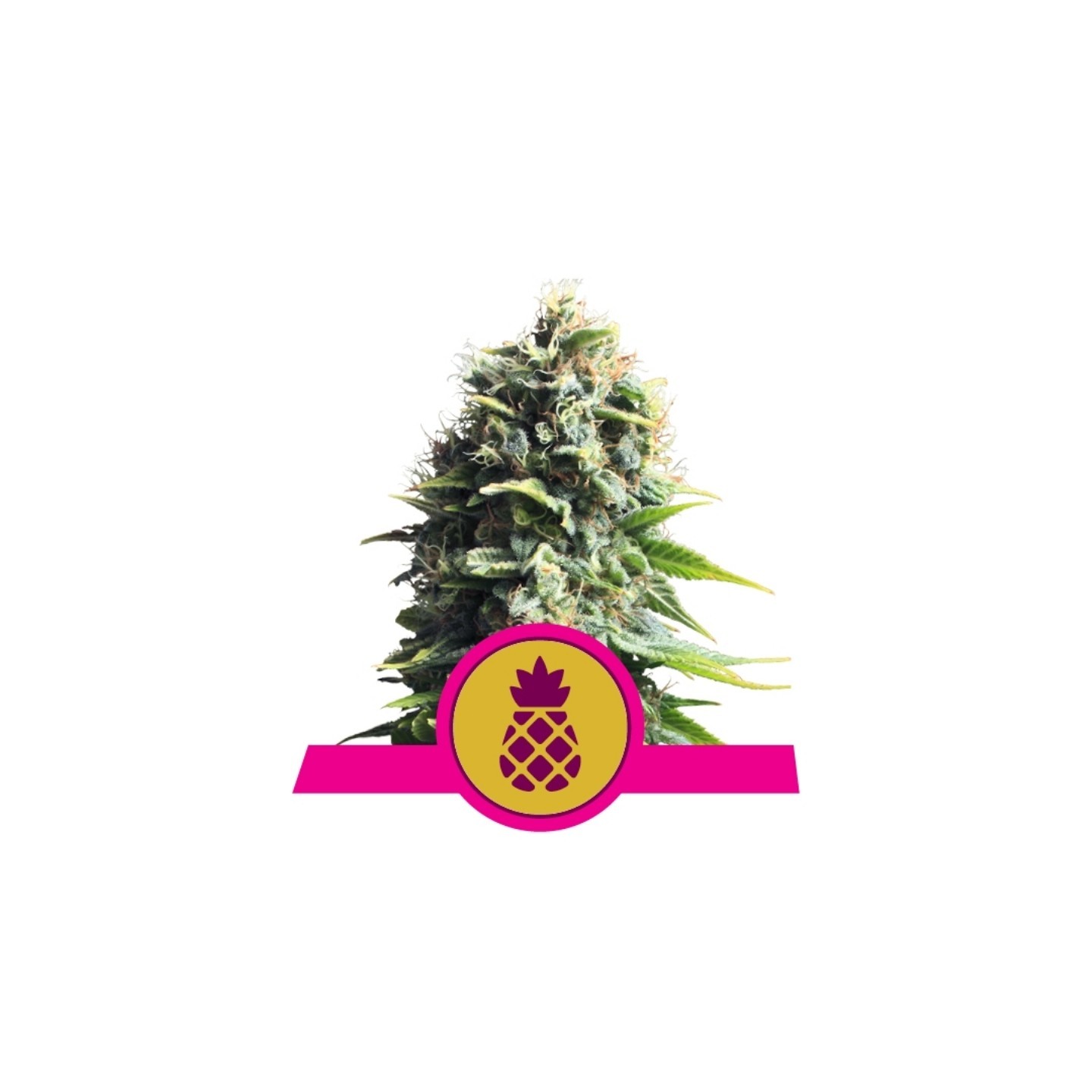Pineapple Kush de Royal Queen