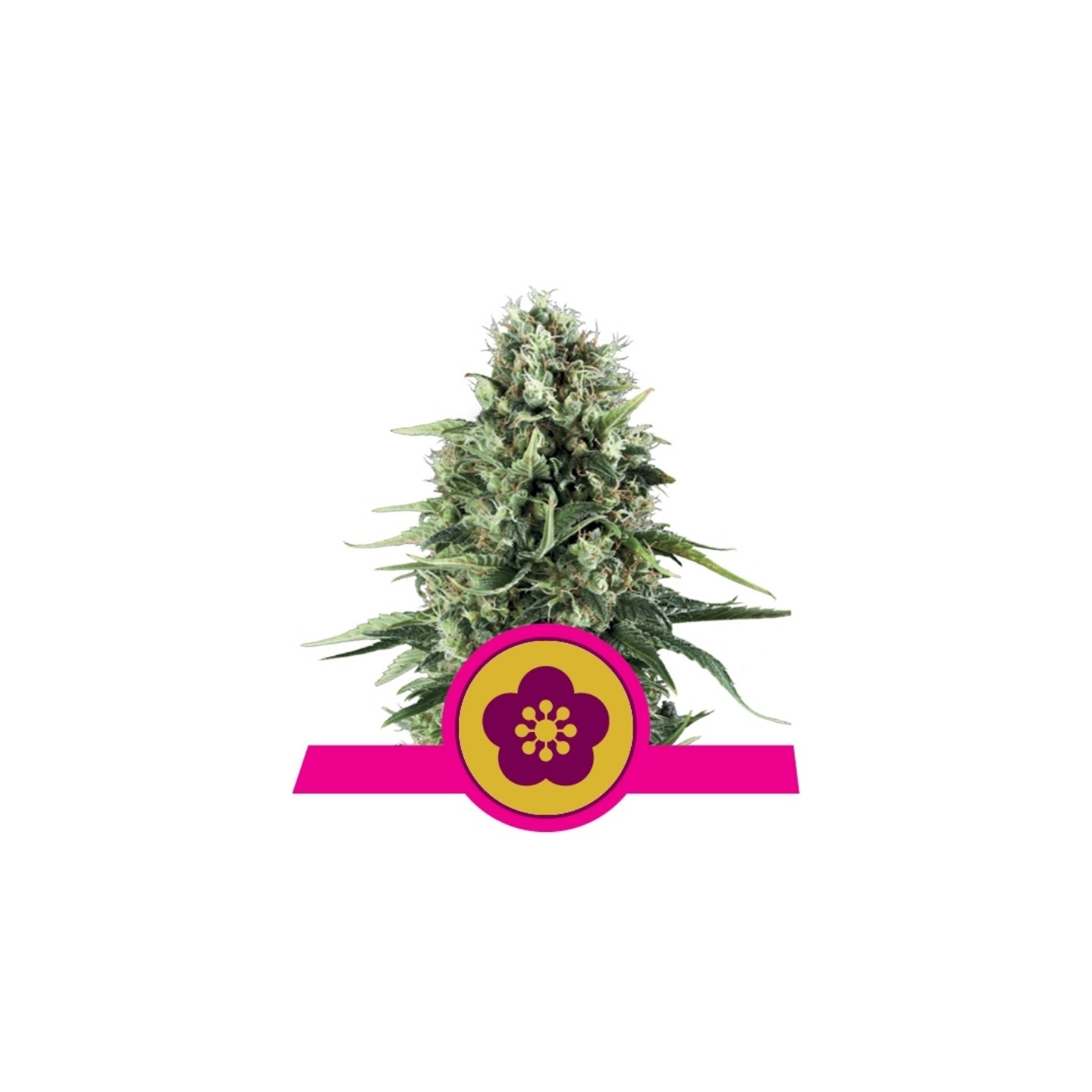 Power Flower de Royal Queen