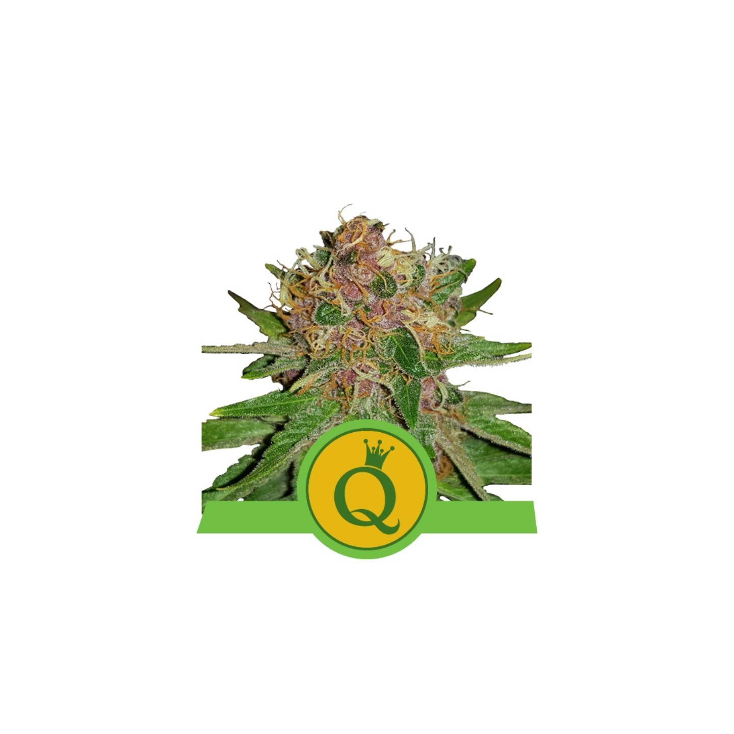 Purple Queen Auto de Royal Queen