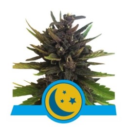 Purplematic Cbd de Royal Queen