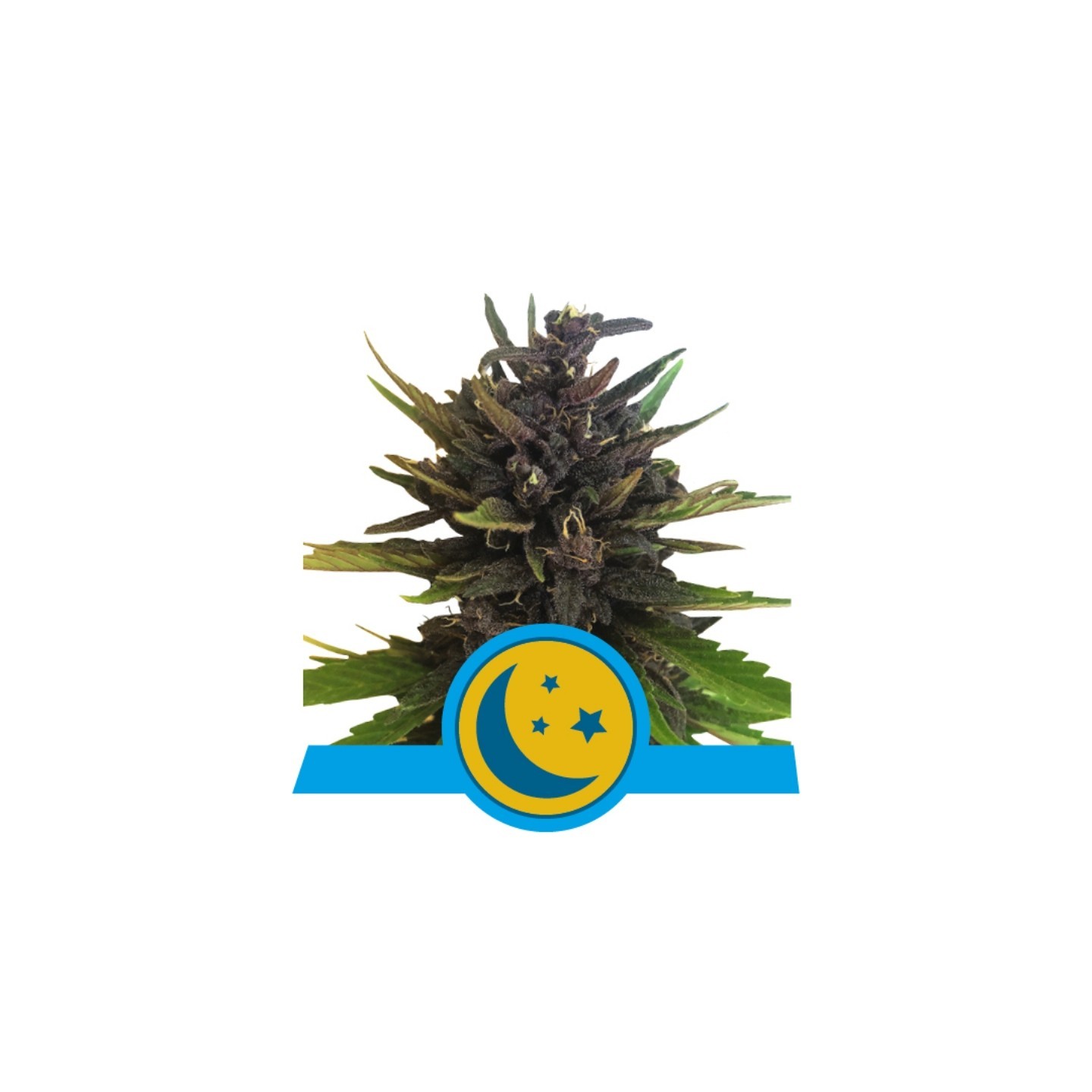 Purplematic Cbd de Royal Queen