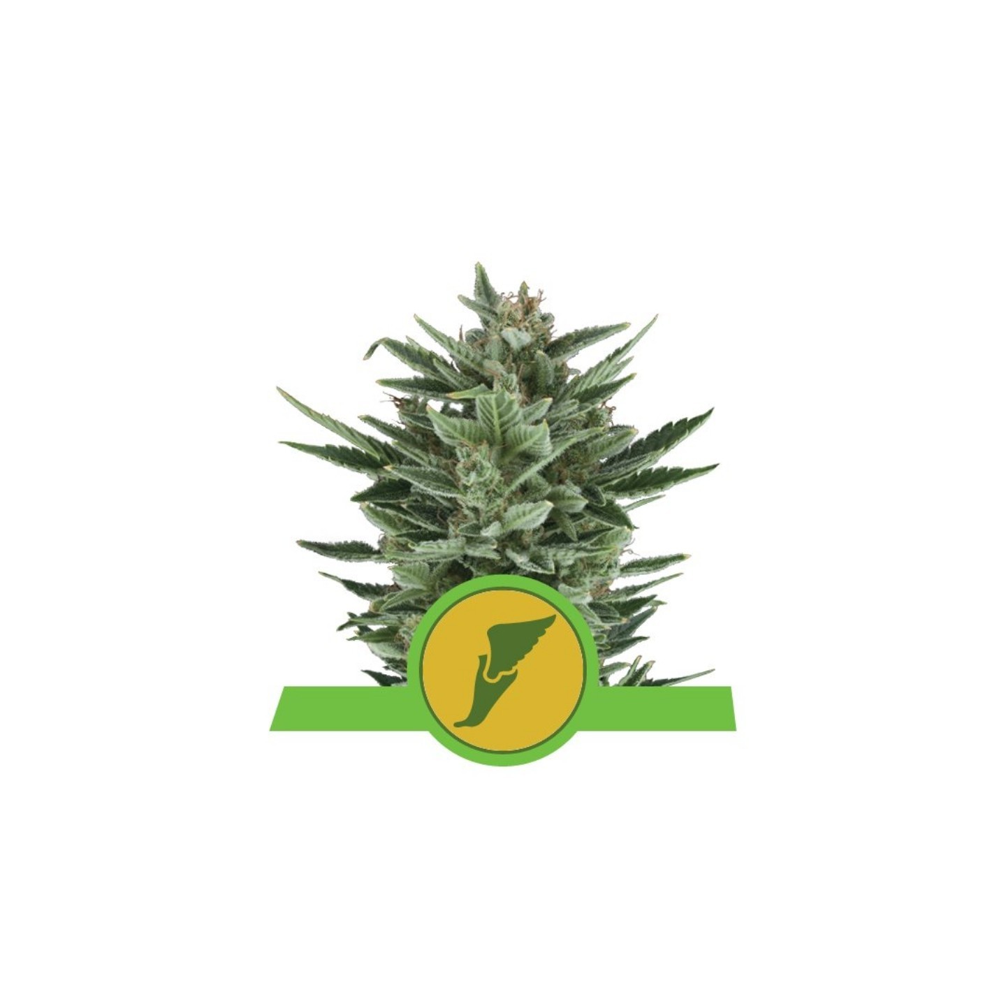 Quick One Auto de Royal Queen