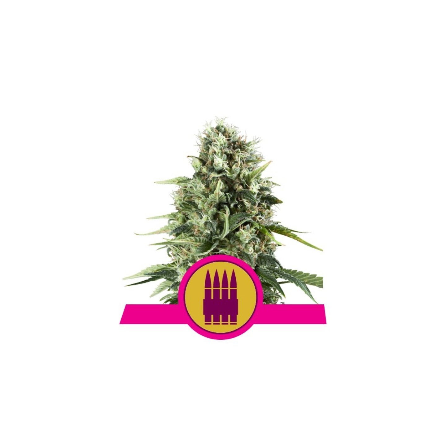 Royal Ak de Royal Queen