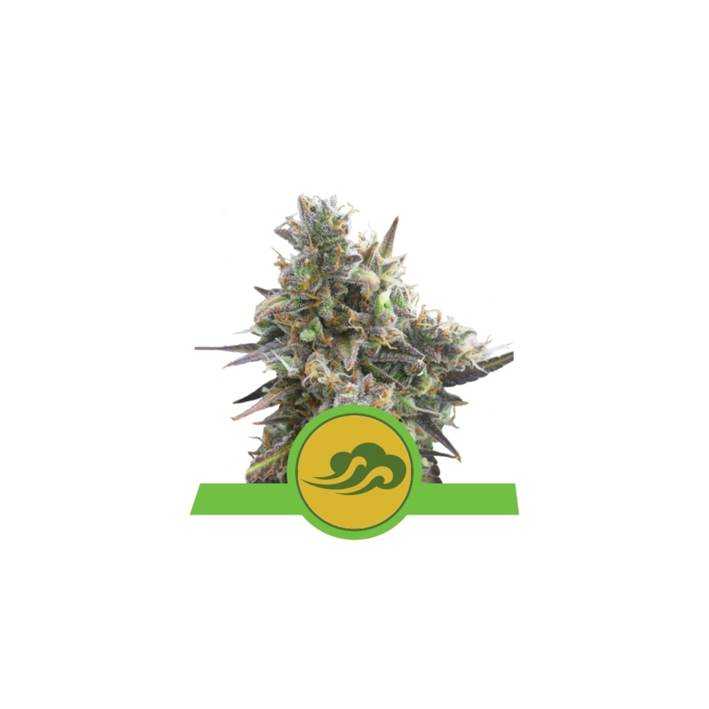 Royal Bluematic Auto de Royal Queen