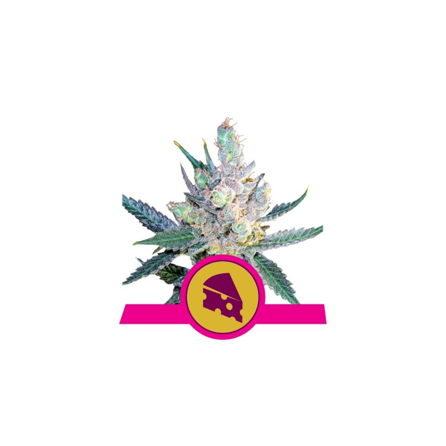 Royal Cheese-Fast Version de Royal Queen