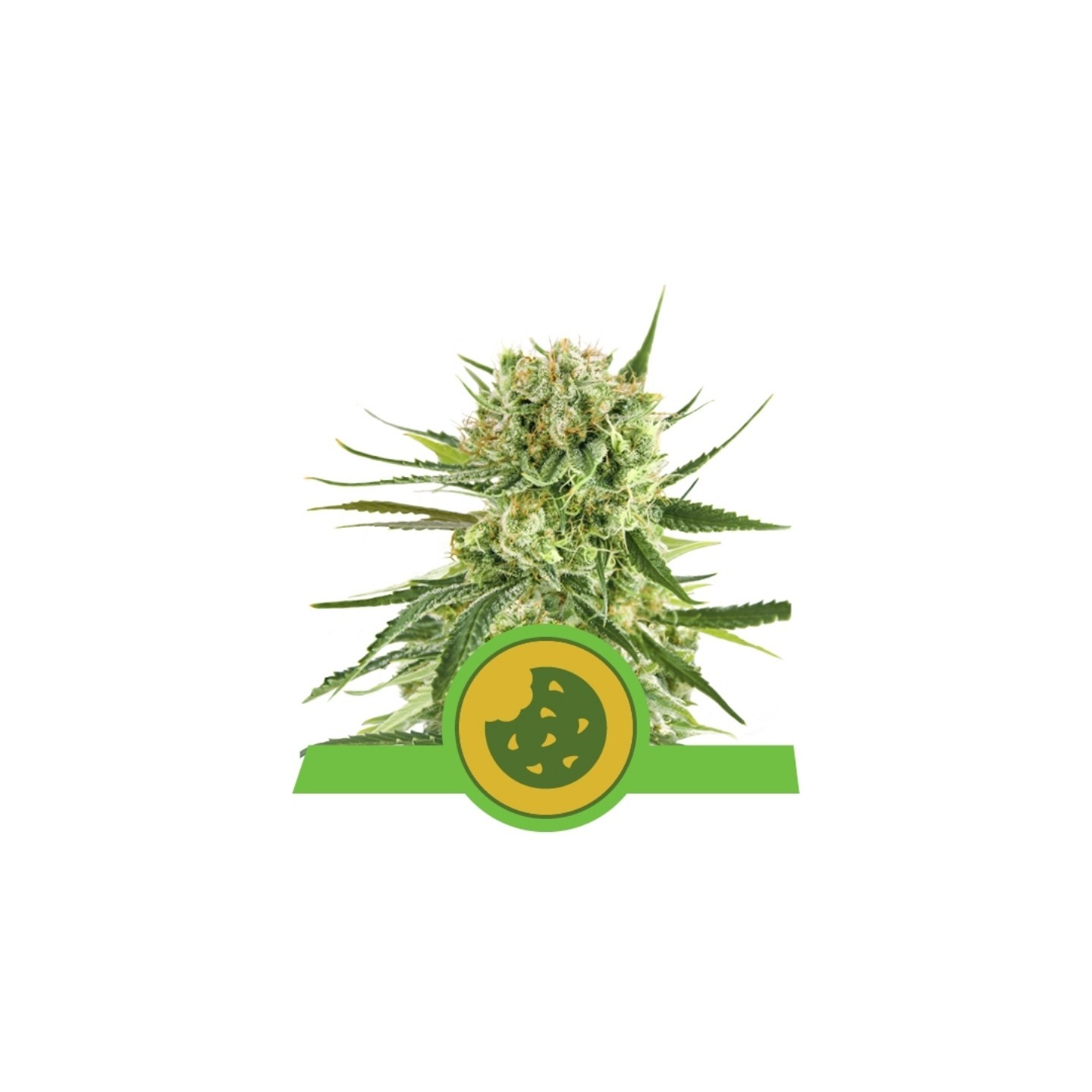 Royal Cookies Automatic Usa Premium de Royal Queen