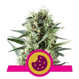 Royal Cookies Usa Premium de Royal Queen