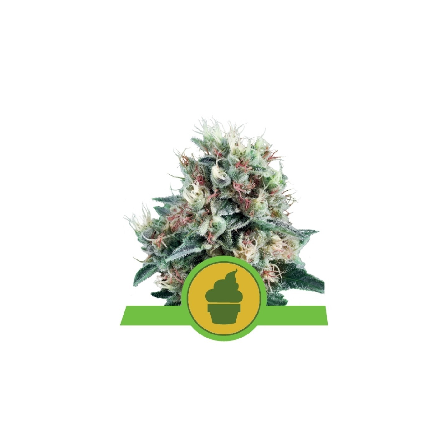 Royal Creamatic Auto de Royal Queen