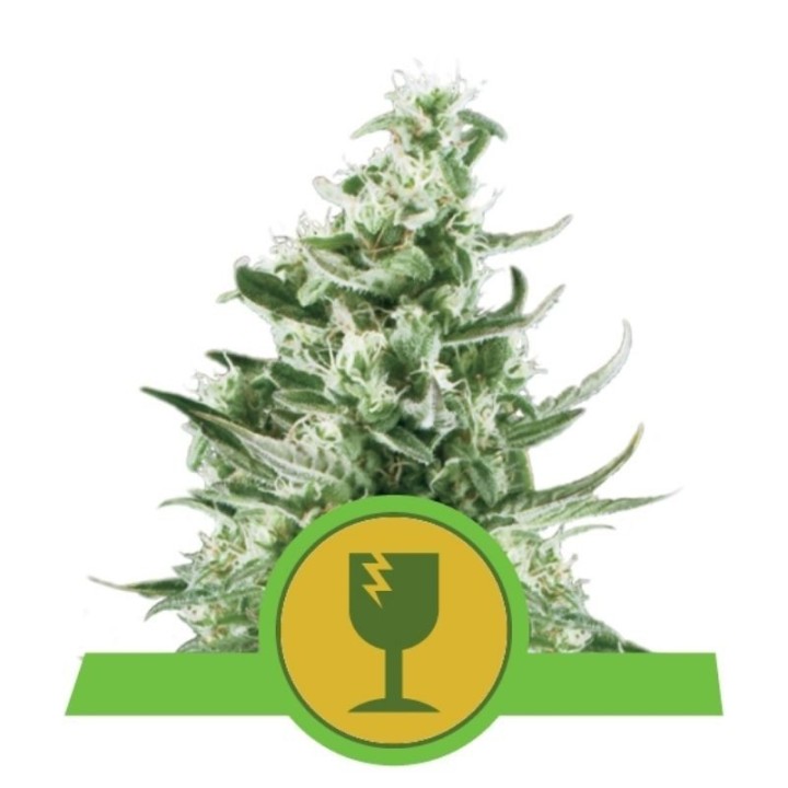 Royal Critical Automatic de Royal Queen