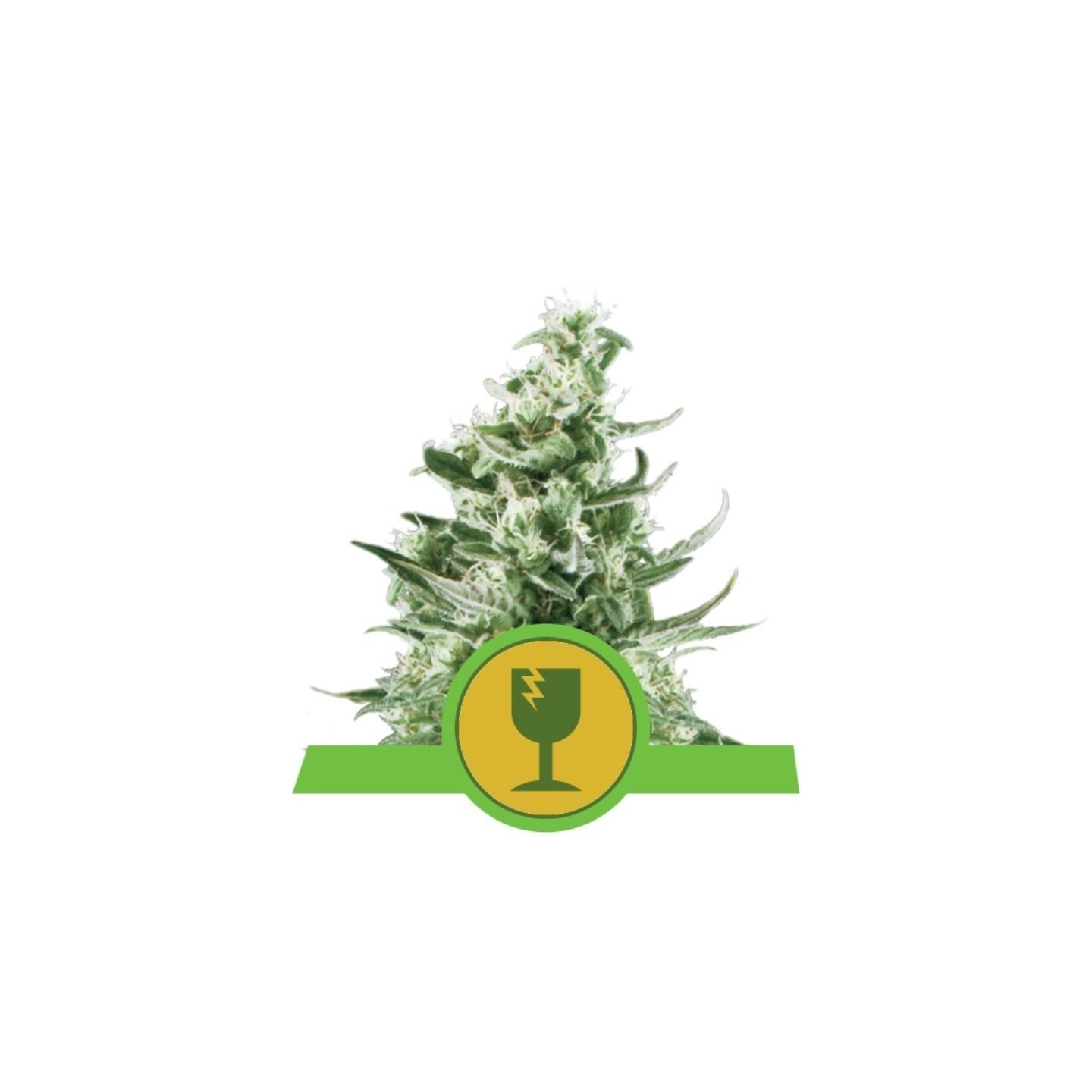 Royal Critical Automatic de Royal Queen