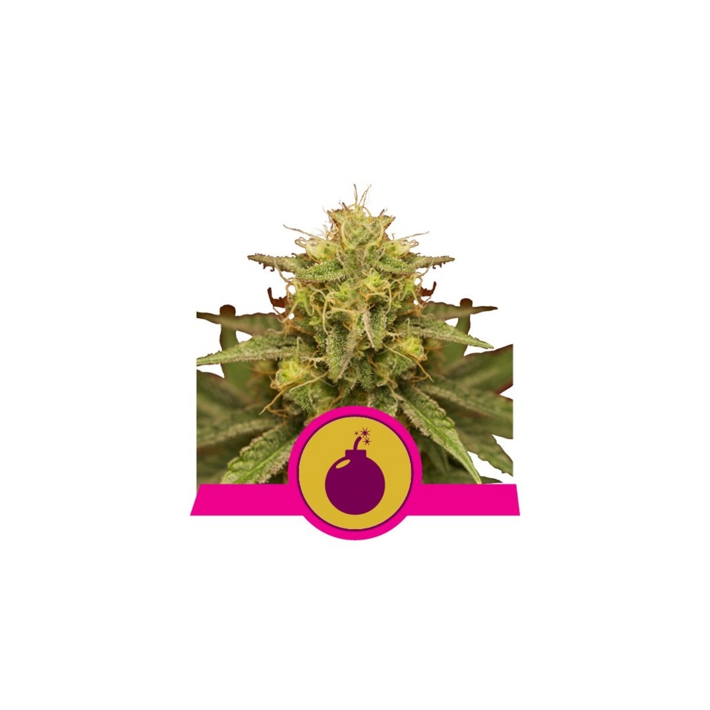 Royal Domina de Royal Queen