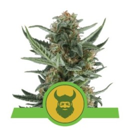 Royal Dwarf Auto de Royal Queen