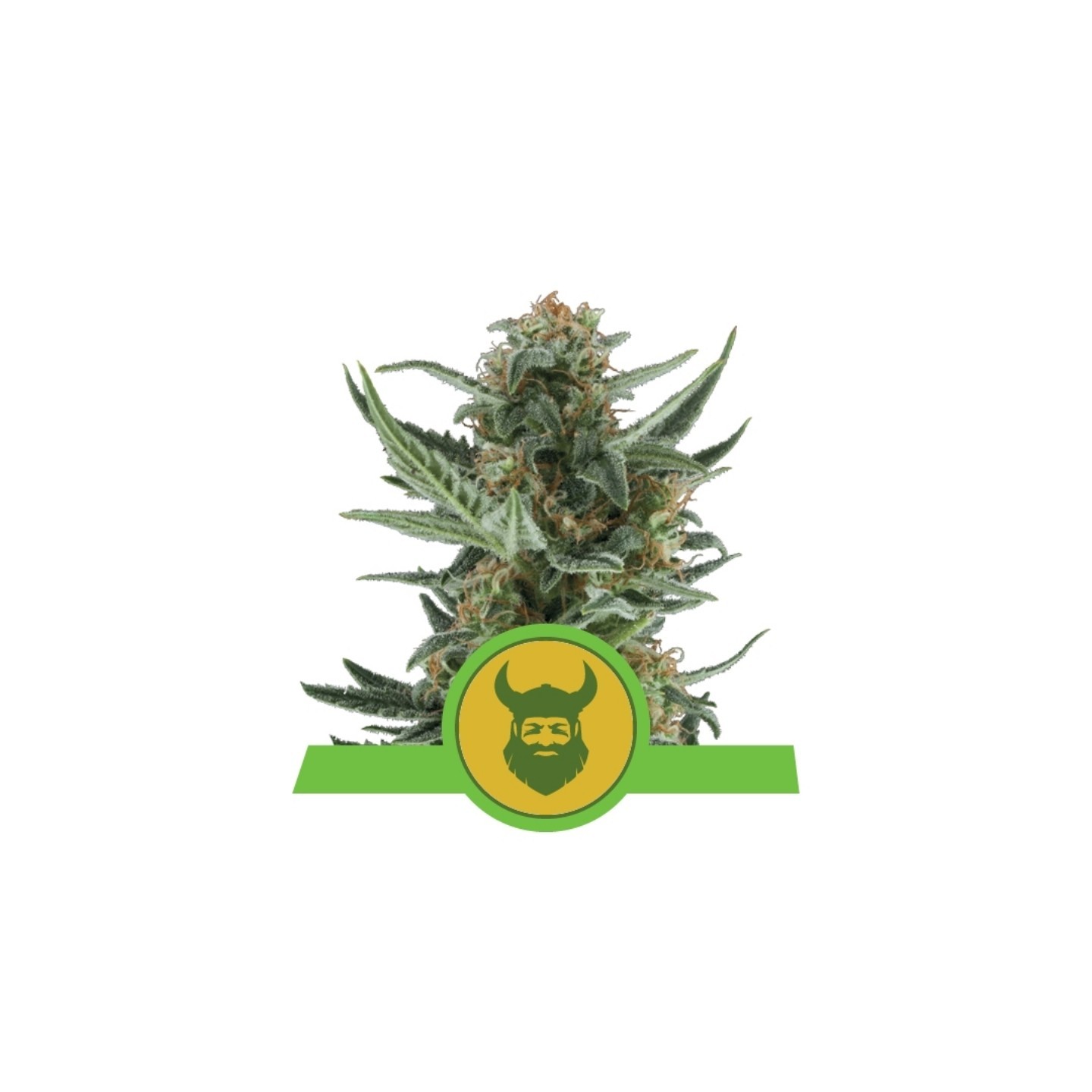 Royal Dwarf Auto de Royal Queen