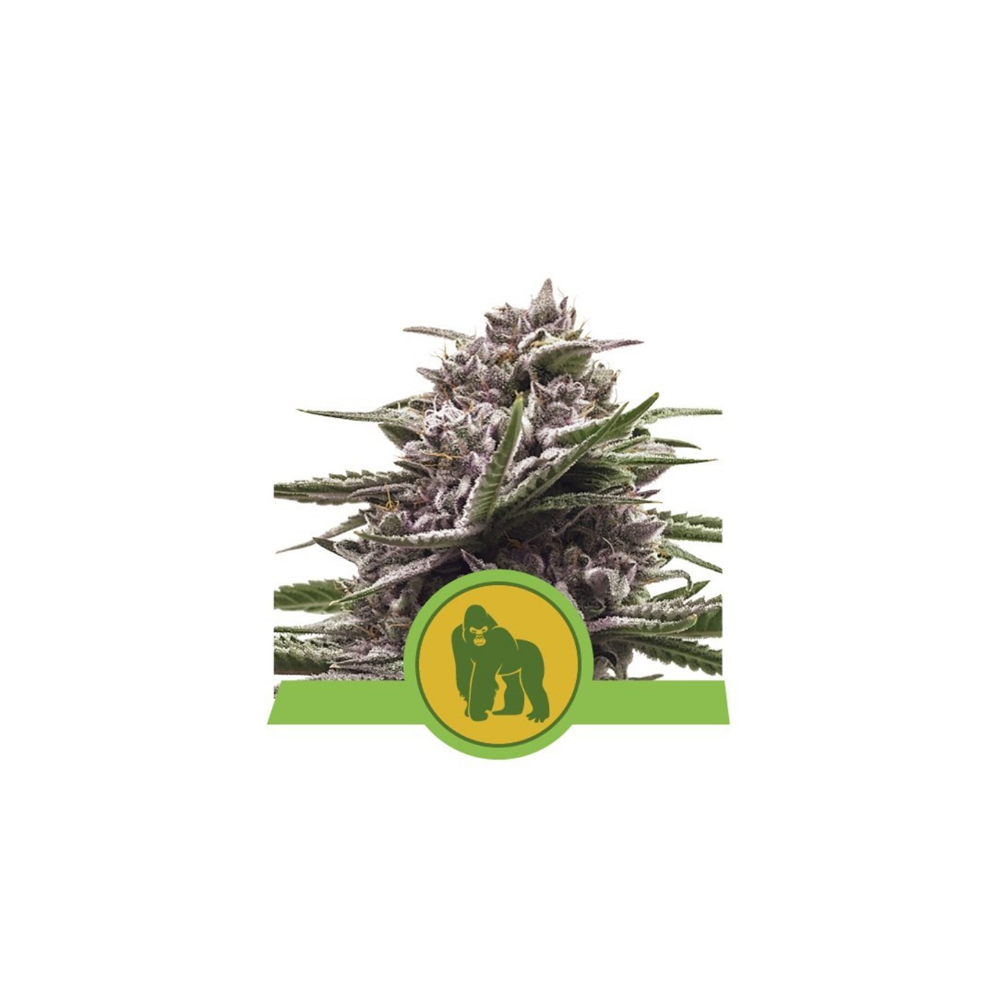 Royal Gorilla Automatic Usa Premium de Royal Queen