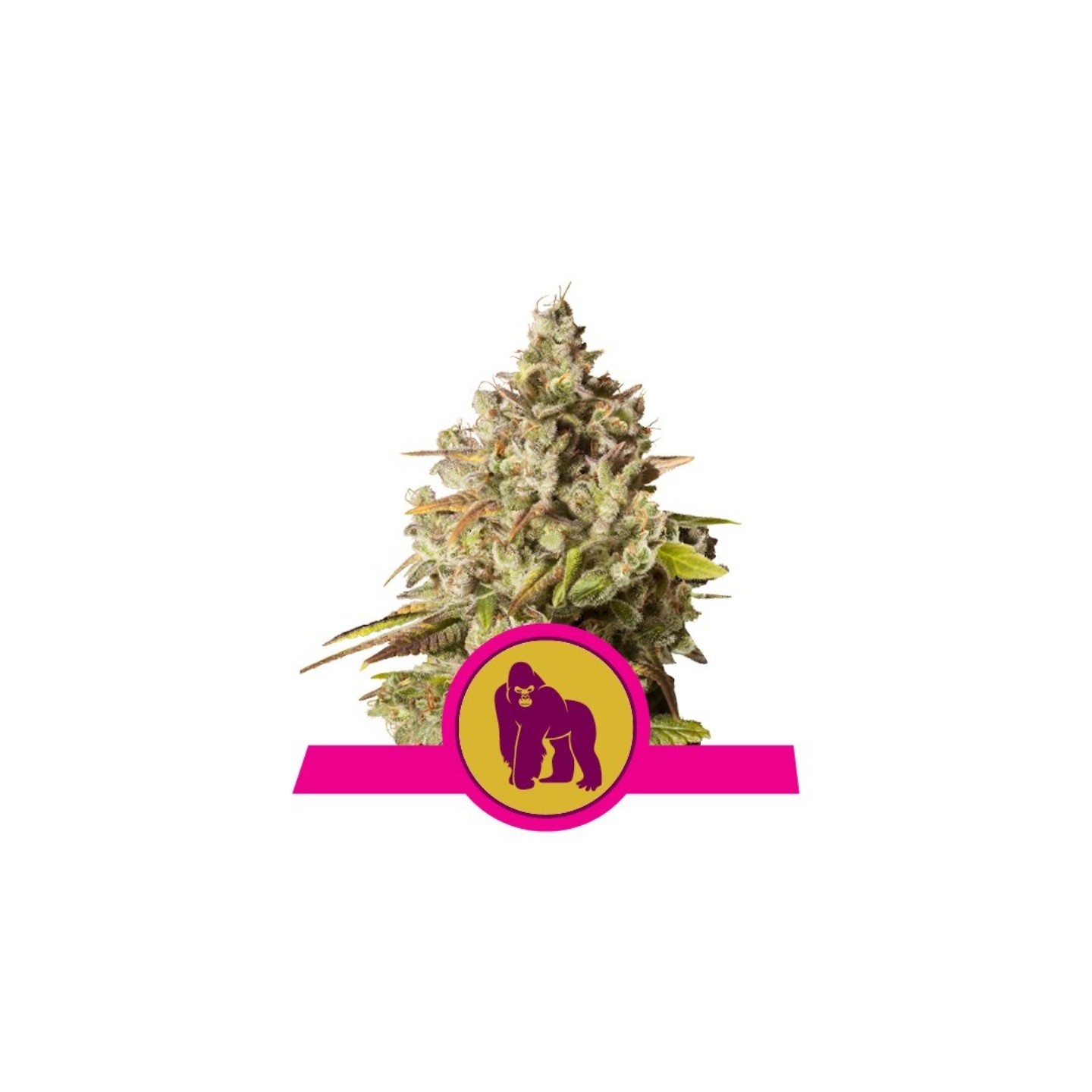 Royal Gorilla Usa Premium de Royal Queen
