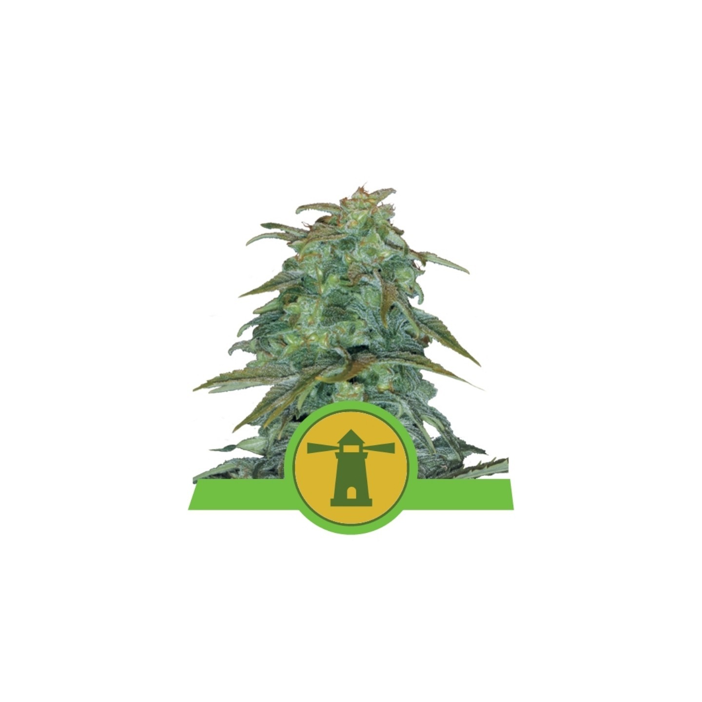 Royal Haze Automatic de Royal Queen