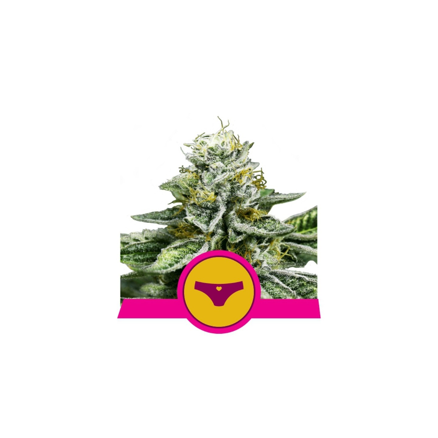 Sherbet Queen Usa Premium de Royal Queen