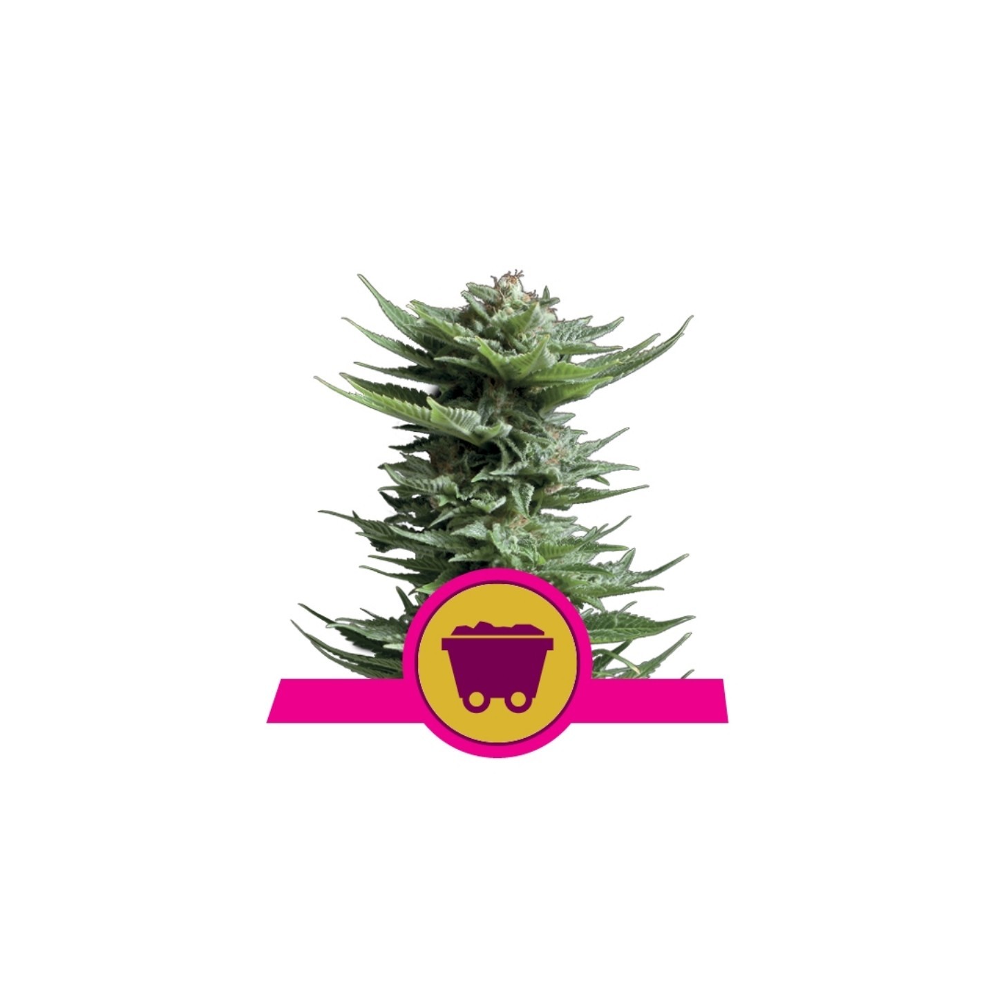 Shining Silver Haze de Royal Queen