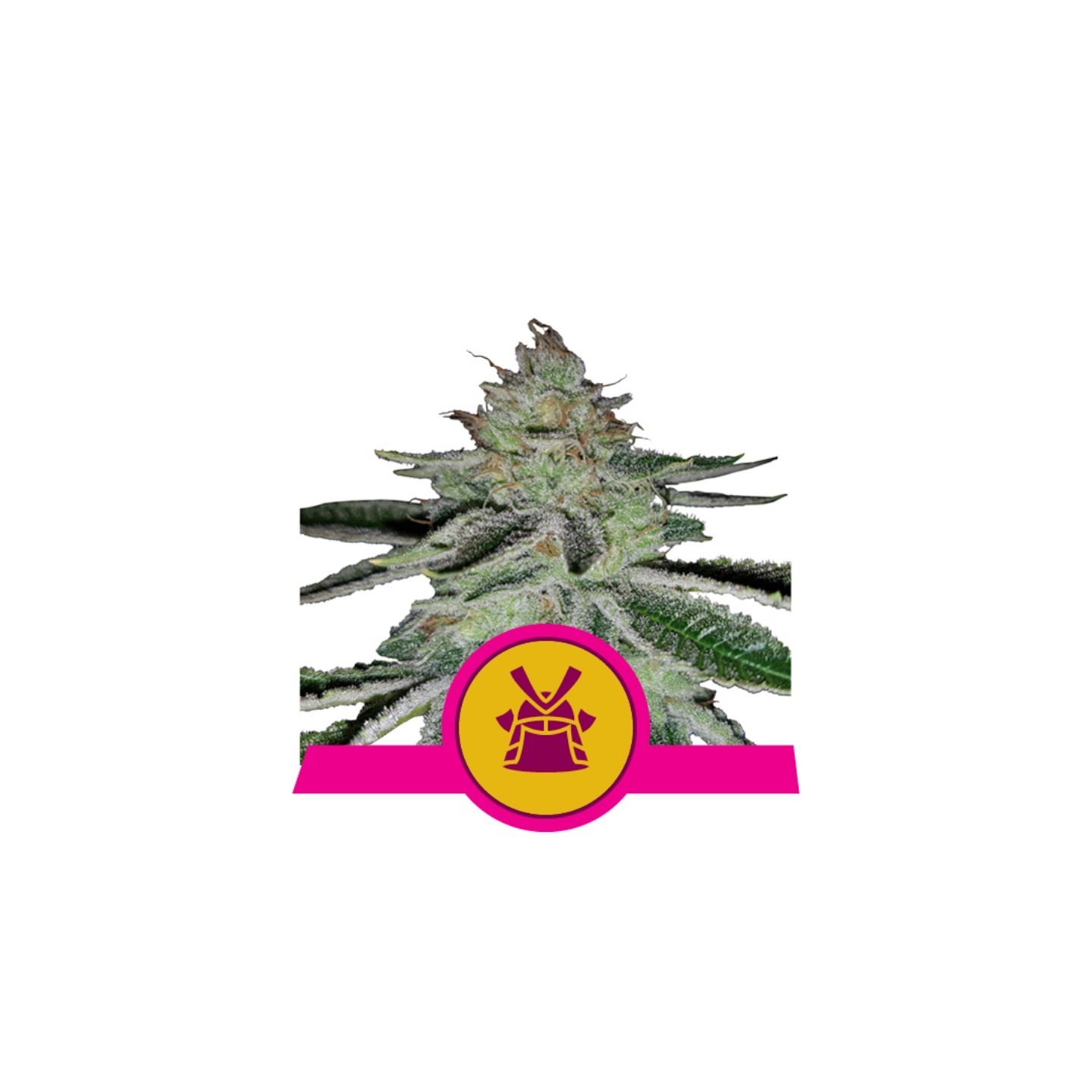 Shogun de Royal Queen