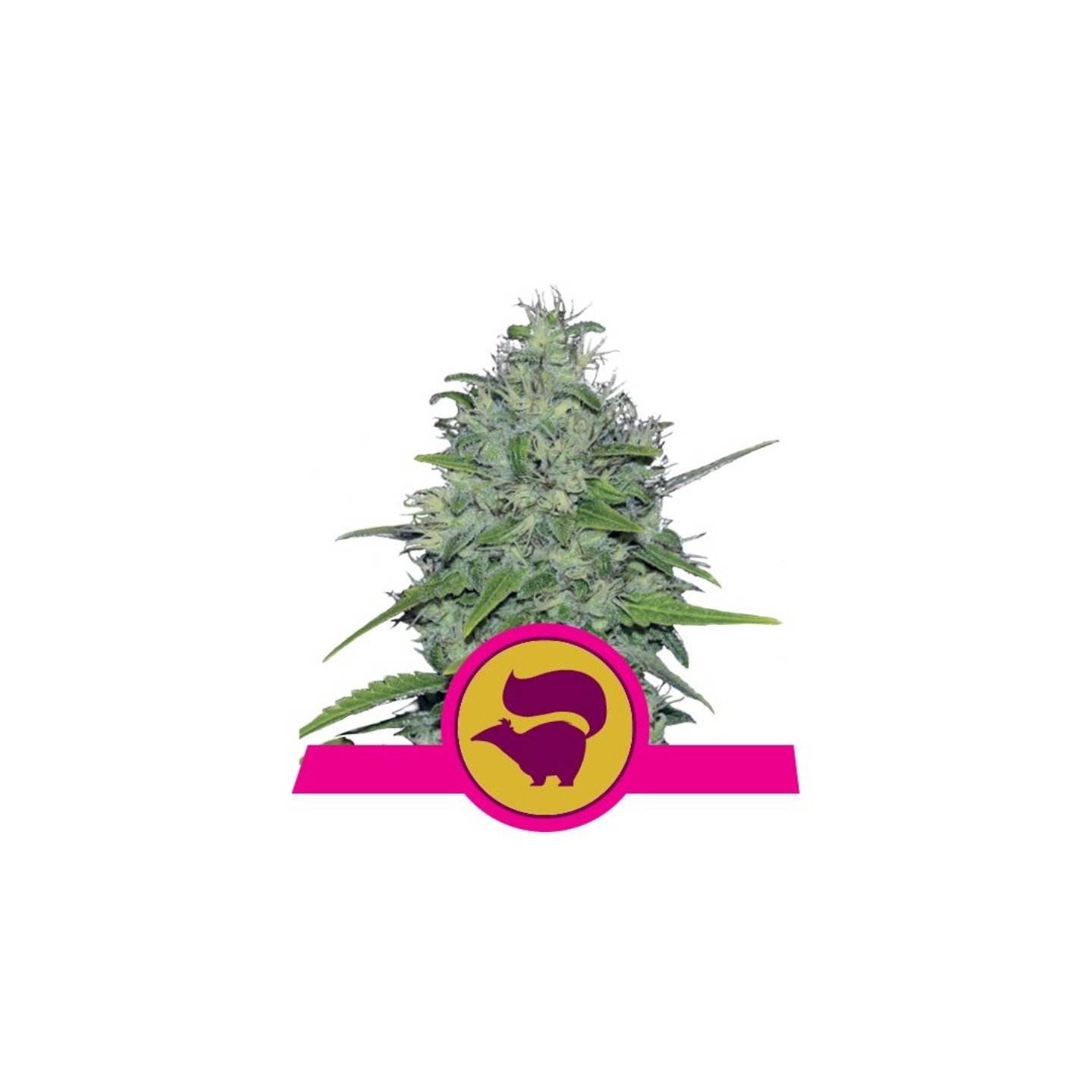 Skunk Xl de Royal Queen