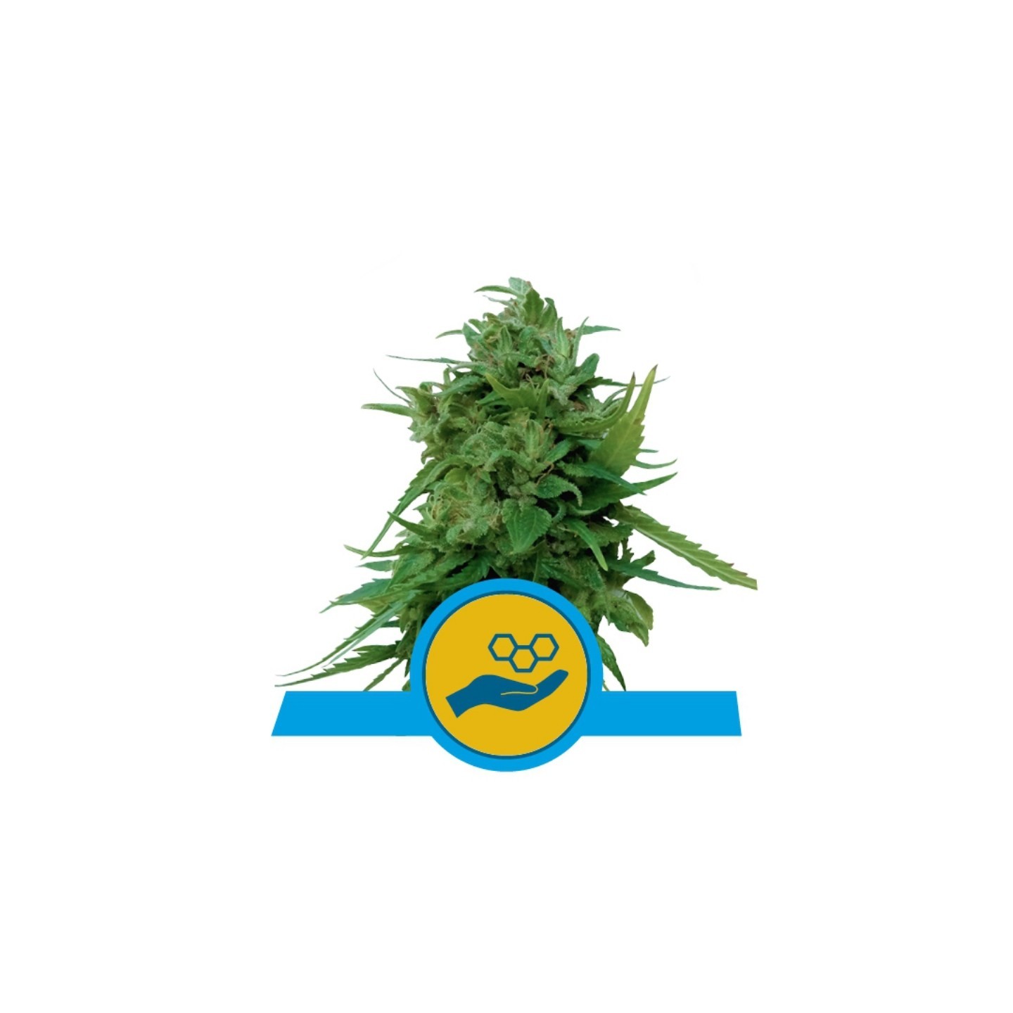 Solomatic Cbd de Royal Queen