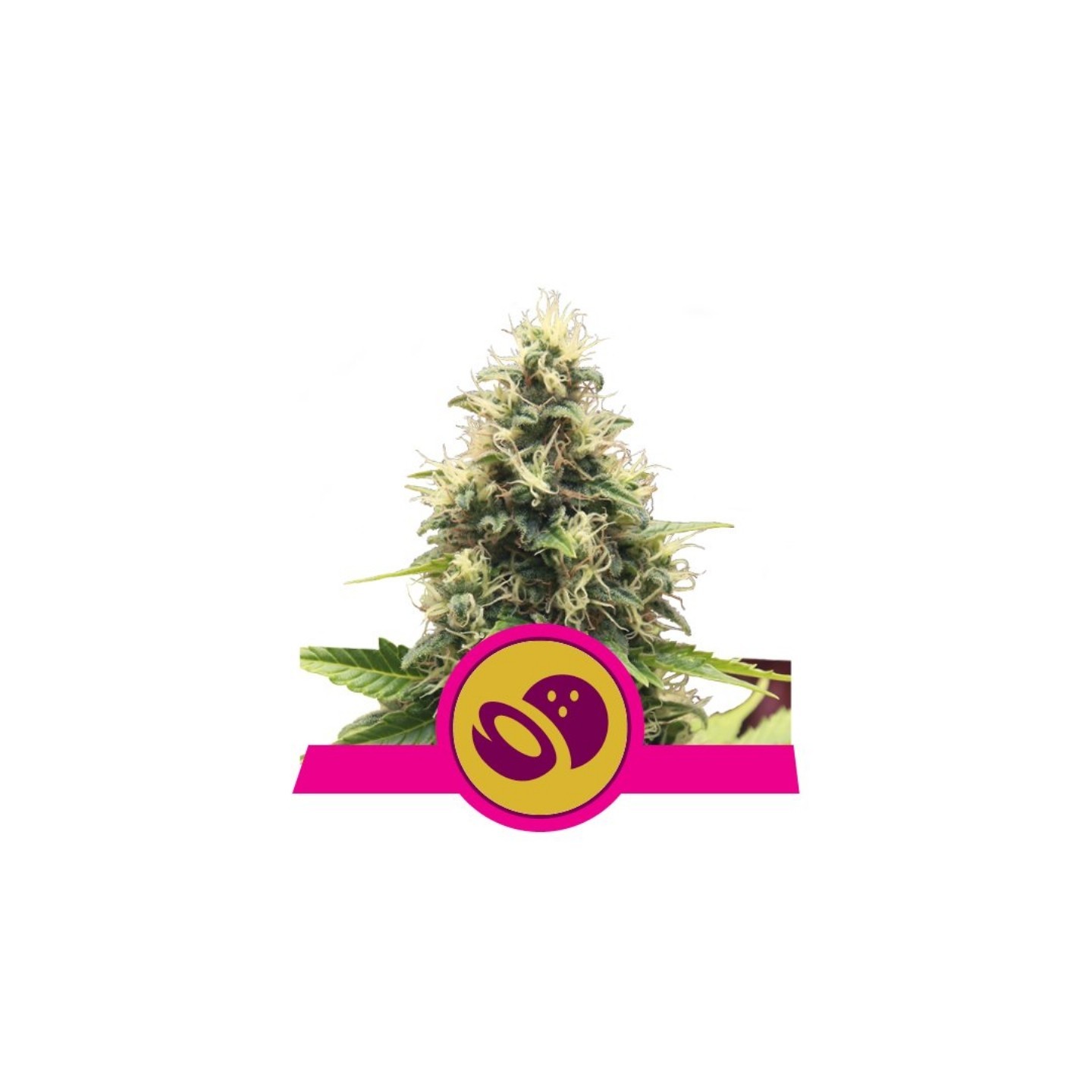 Somango Xl de Royal Queen