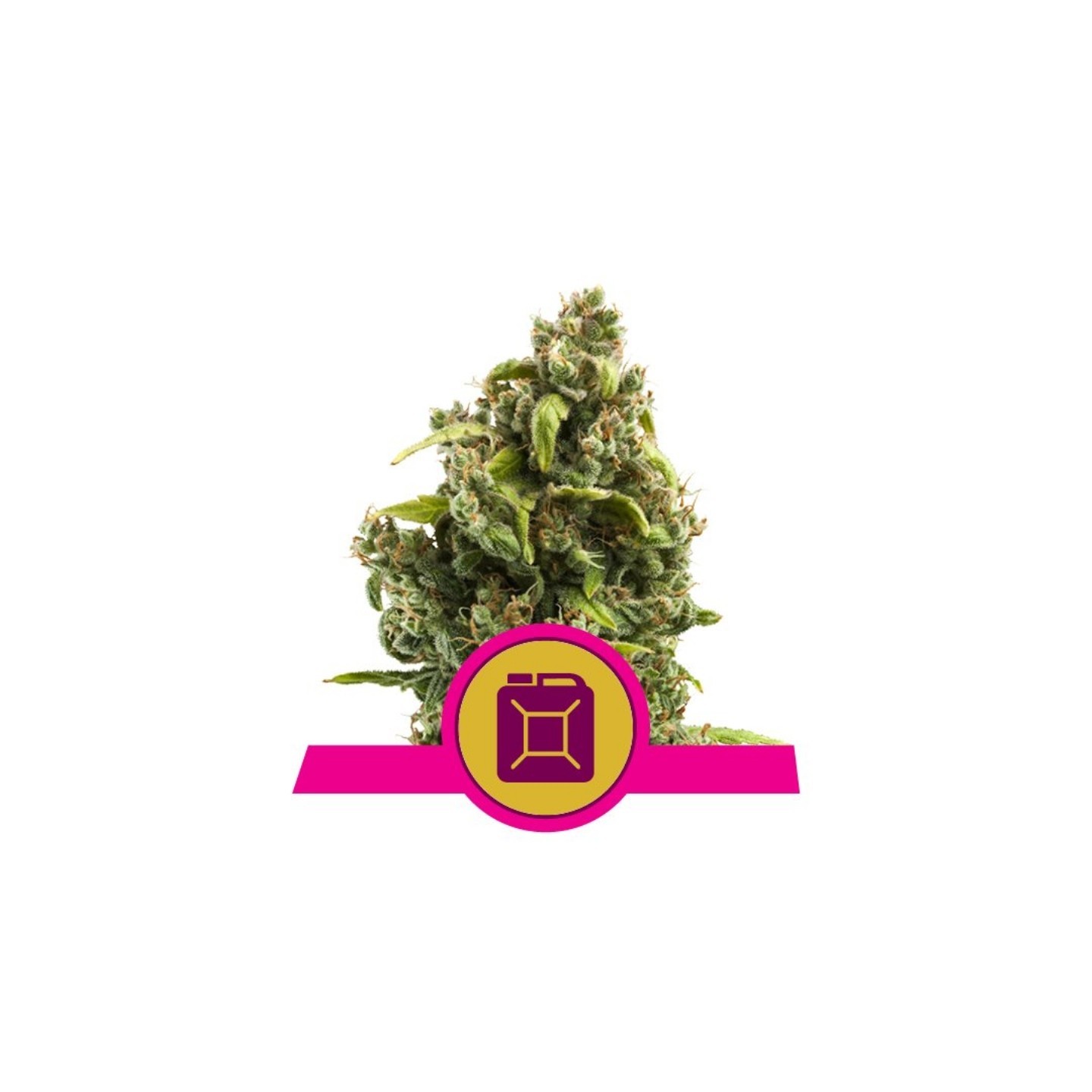 Sour Diesel de Royal Queen