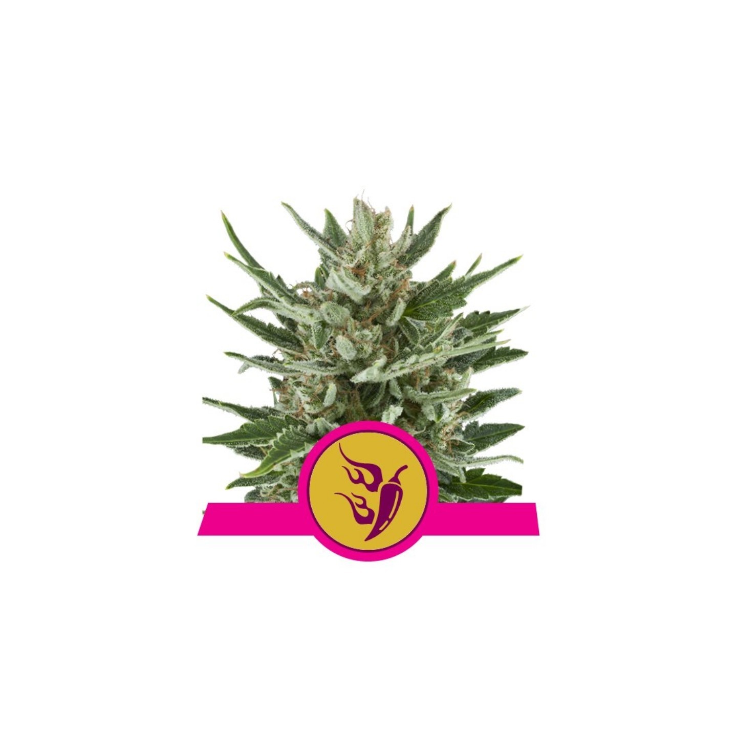 Speedy Chile-Fast de Royal Queen