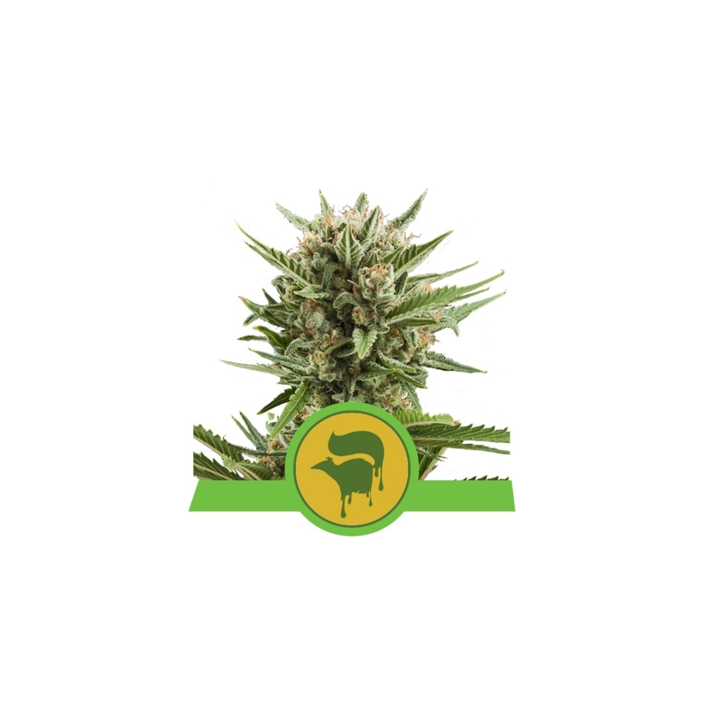 Sweet Skunk Automatic de Royal Queen
