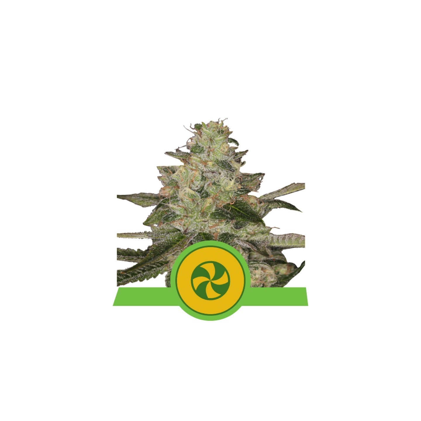 Sweet Zz Auto de Royal Queen