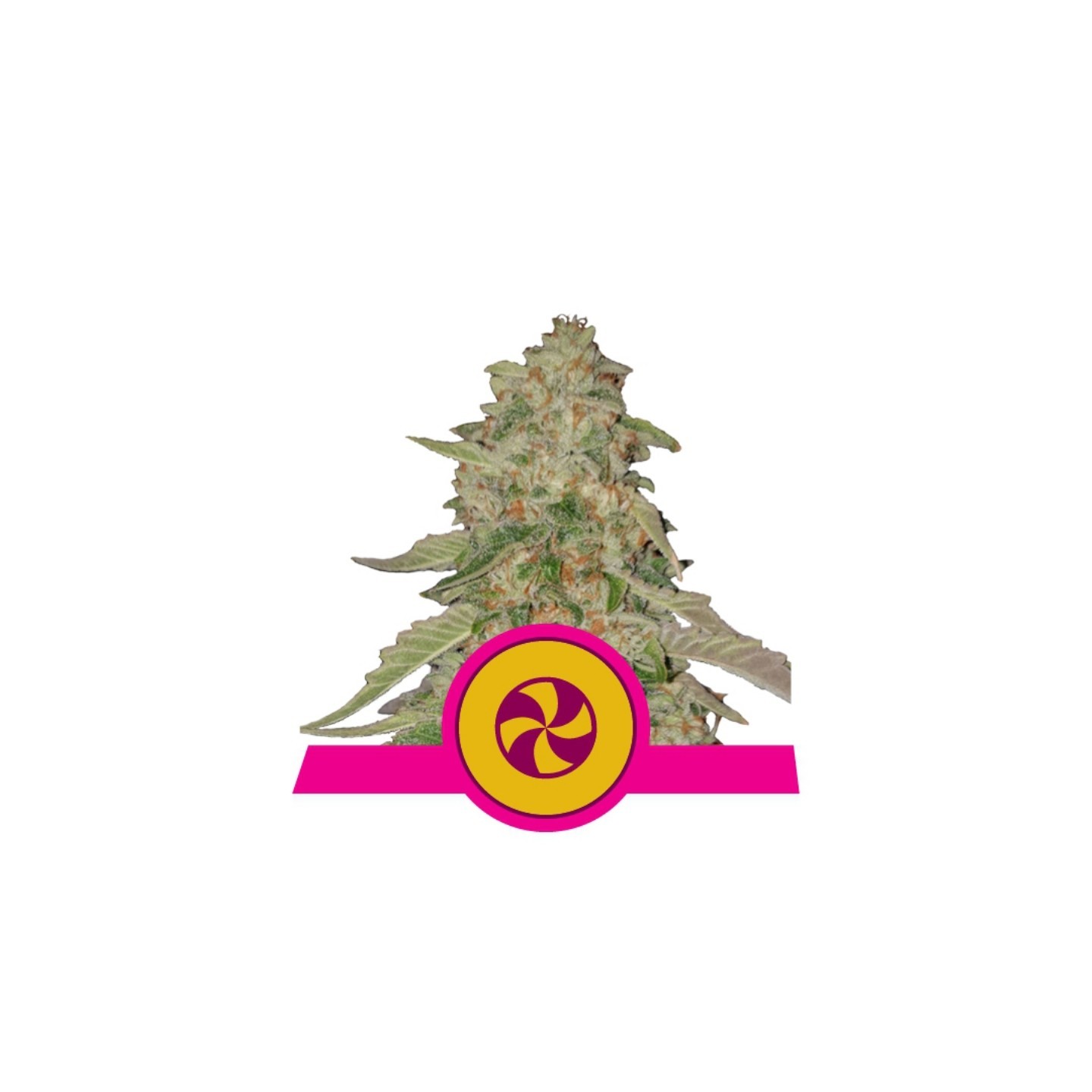 Sweet Zz Usa Premium de Royal Queen