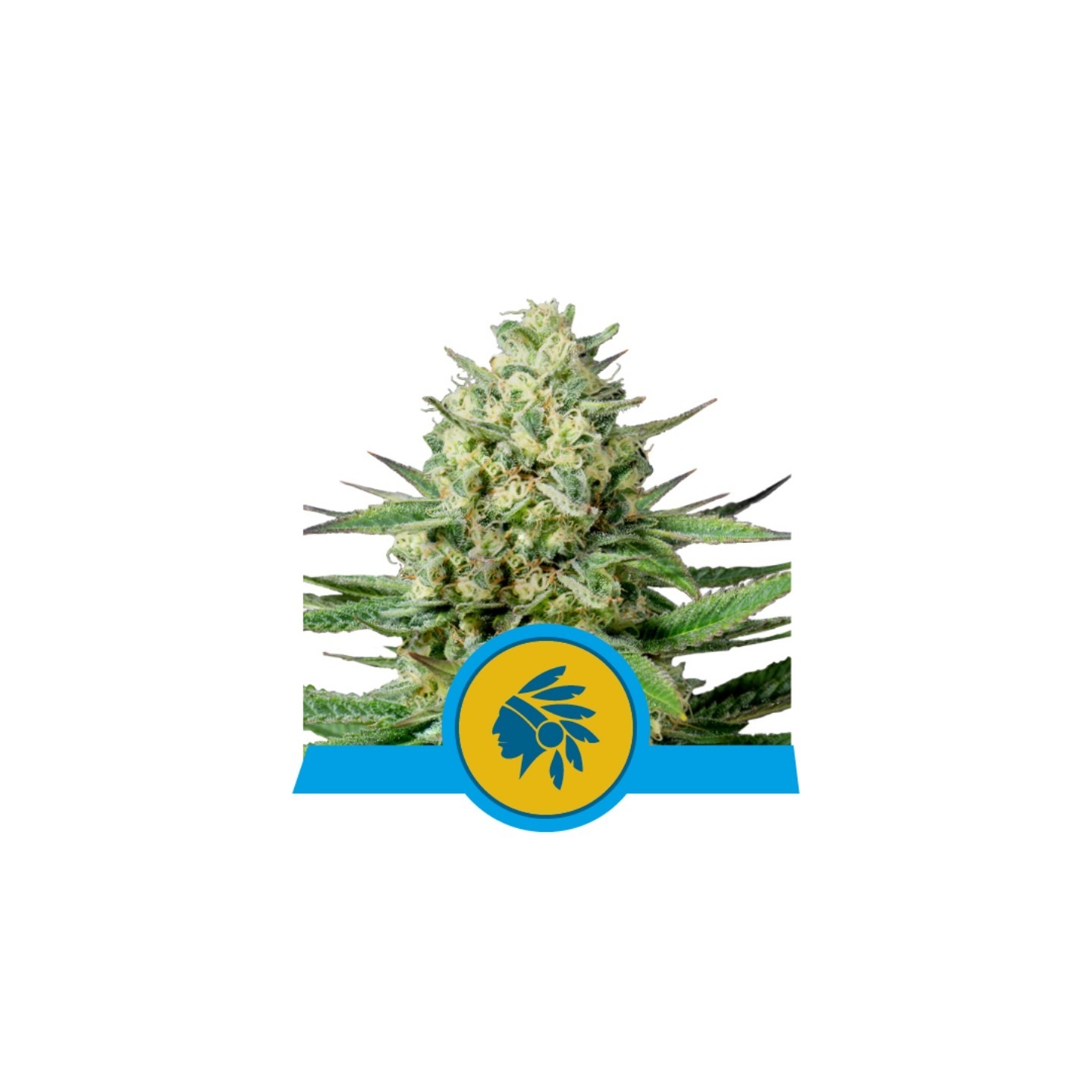Tatanka Pure Cbd de Royal Queen
